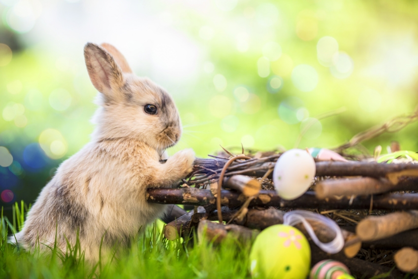 Histoire et tradition : le lapin de Pâques